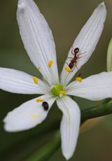 Astl Graslilie Edersee Waldeck